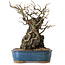 Chaenomeles speciosa, 30 cm, ± 25 ans