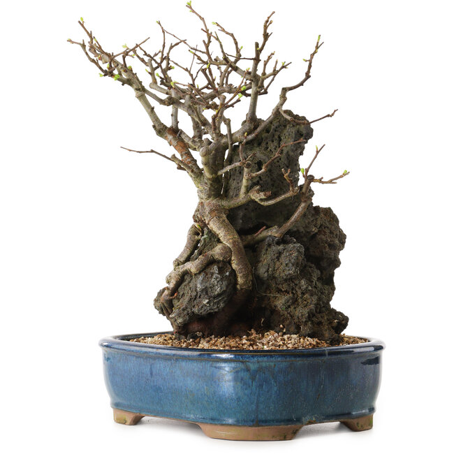 Chaenomeles speciosa, 30 cm, ± 25 ans