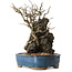 Chaenomeles speciosa, 30 cm, ± 25 ans