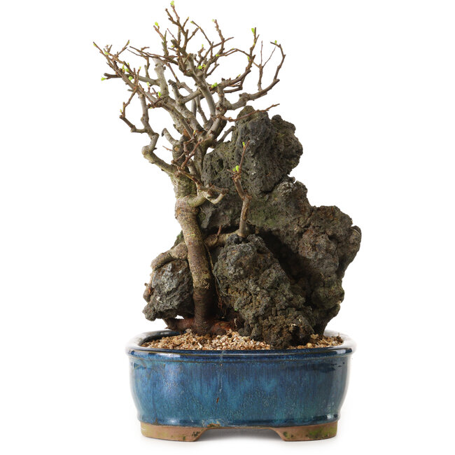 Chaenomeles speciosa, 30 cm, ± 25 ans