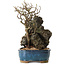 Chaenomeles speciosa, 30 cm, ± 25 ans
