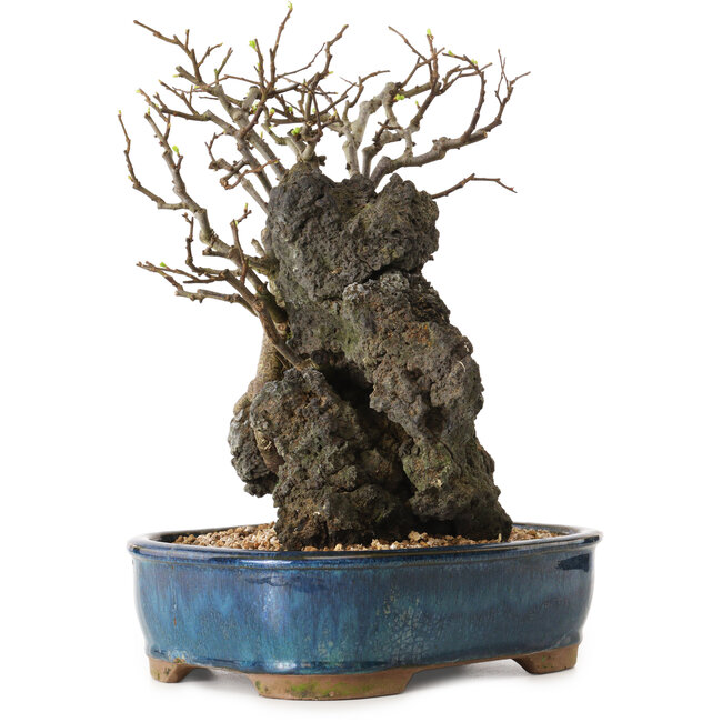 Chaenomeles speciosa, 30 cm, ± 25 years old