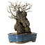 Chaenomeles speciosa, 30 cm, ± 25 ans
