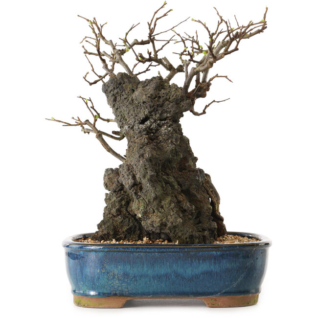 Chaenomeles speciosa, 30 cm, ± 25 ans