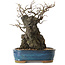Chaenomeles speciosa, 30 cm, ± 25 ans