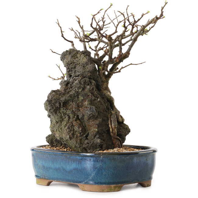 Chaenomeles speciosa, 30 cm, ± 25 ans