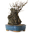 Chaenomeles speciosa, 30 cm, ± 25 ans
