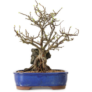Chaenomeles speciosa, 31 cm, ± 25 ans