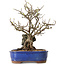 Chaenomeles speciosa, 31 cm, ± 25 ans