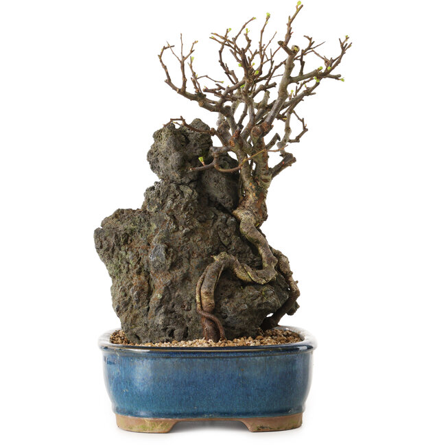 Chaenomeles speciosa, 30 cm, ± 25 años de edad