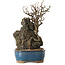 Chaenomeles speciosa, 30 cm, ± 25 ans