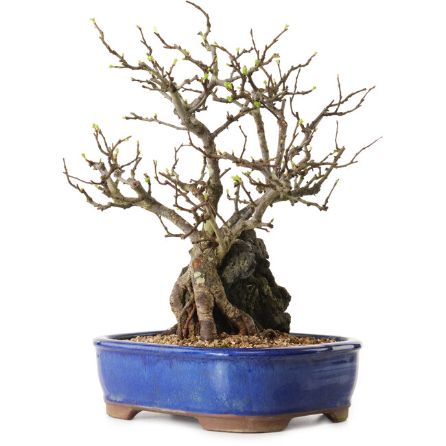 Chaenomeles speciosa, 31 cm, ± 25 ans