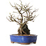 Chaenomeles speciosa, 31 cm, ± 25 ans