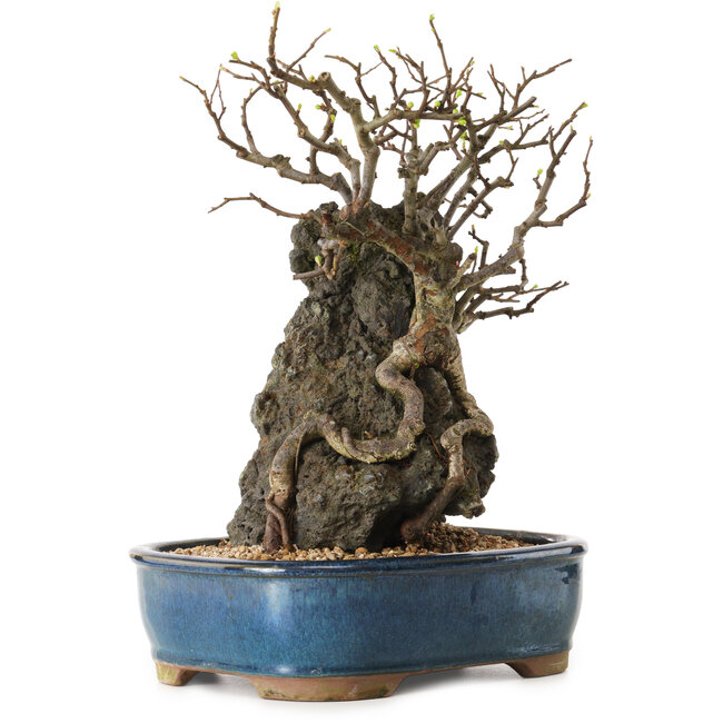 Chaenomeles speciosa, 30 cm, ± 25 ans
