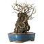 Chaenomeles speciosa, 30 cm, ± 25 ans