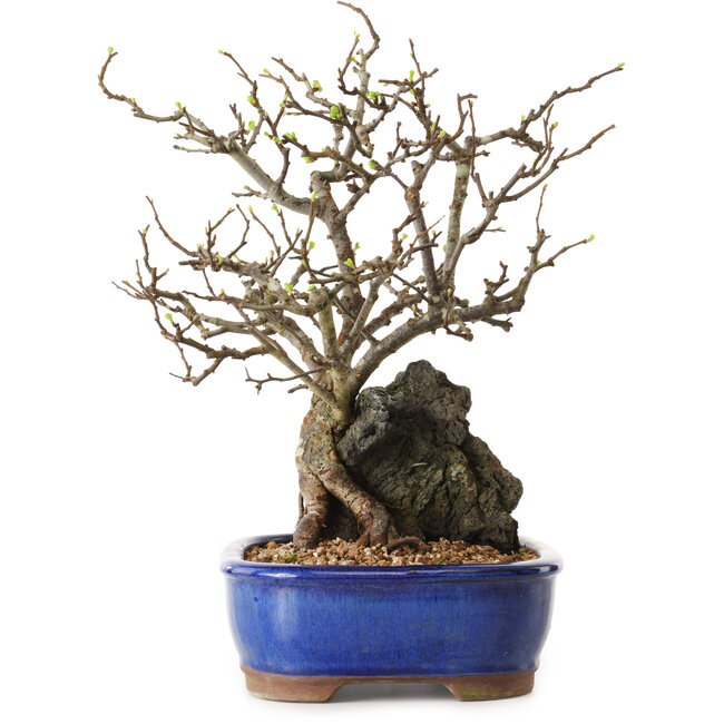 Chaenomeles speciosa, 31 cm, ± 25 años de edad