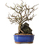 Chaenomeles speciosa, 31 cm, ± 25 ans