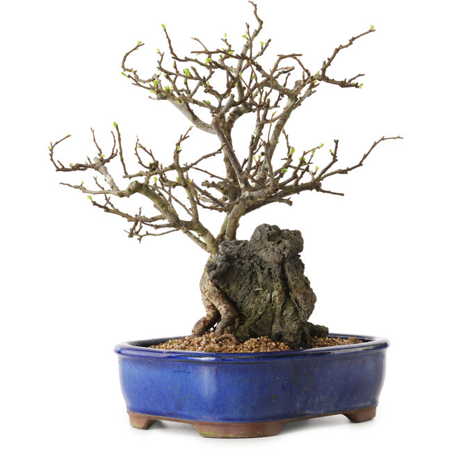 Chaenomeles speciosa, 31 cm, ± 25 ans