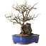 Chaenomeles speciosa, 31 cm, ± 25 ans