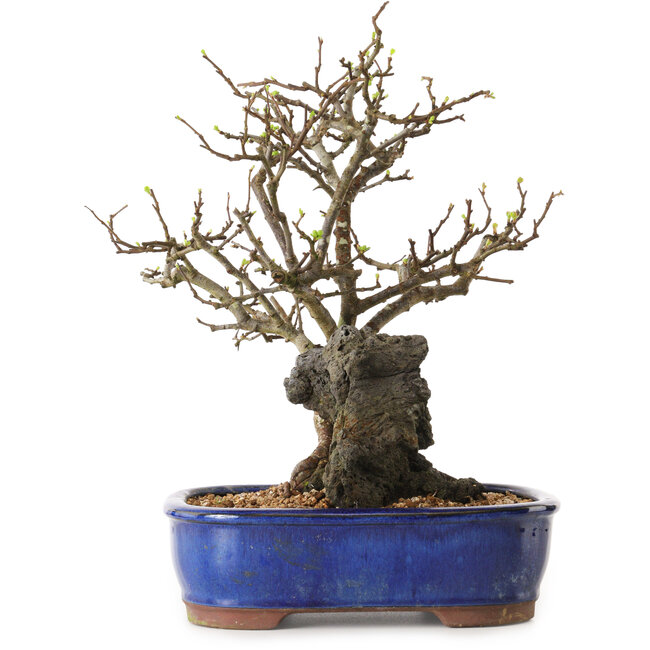 Chaenomeles speciosa, 31 cm, ± 25 ans