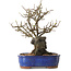 Chaenomeles speciosa, 31 cm, ± 25 ans