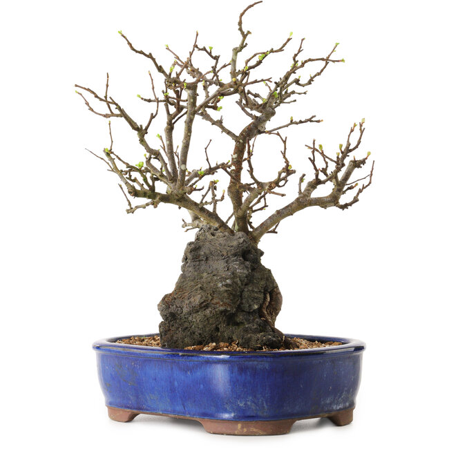 Chaenomeles speciosa, 31 cm, ± 25 ans