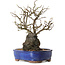 Chaenomeles speciosa, 31 cm, ± 25 ans