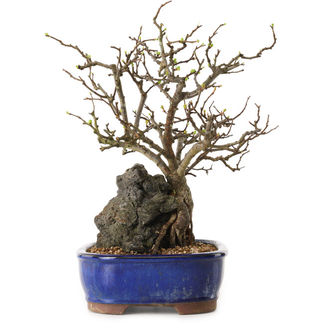 Chaenomeles speciosa, 31 cm, ± 25 años de edad