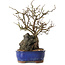 Chaenomeles speciosa, 31 cm, ± 25 ans