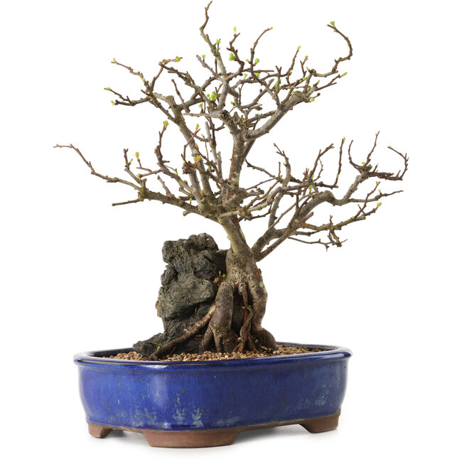 Chaenomeles speciosa, 31 cm, ± 25 años de edad