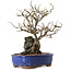 Chaenomeles speciosa, 31 cm, ± 25 ans
