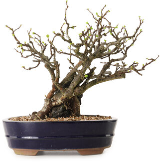 Chaenomeles speciosa, 25 cm, ± 25 ans