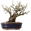 Chaenomeles speciosa, 25 cm, ± 25 ans