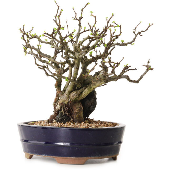 Chaenomeles speciosa, 25 cm, ± 25 years old