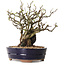Chaenomeles speciosa, 25 cm, ± 25 ans