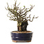 Chaenomeles speciosa, 25 cm, ± 25 ans