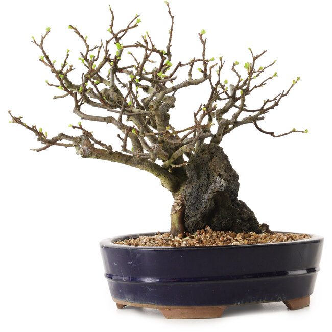 Chaenomeles speciosa, 25 cm, ± 25 ans