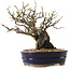 Chaenomeles speciosa, 25 cm, ± 25 ans