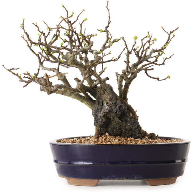 Chaenomeles speciosa, 25 cm, ± 25 años de edad