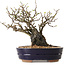 Chaenomeles speciosa, 25 cm, ± 25 ans