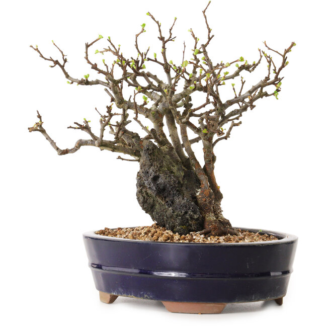 Chaenomeles speciosa, 25 cm, ± 25 jaar oud