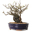 Chaenomeles speciosa, 25 cm, ± 25 ans