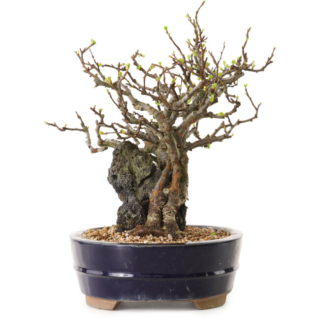 Chaenomeles speciosa, 25 cm, ± 25 ans