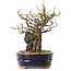 Chaenomeles speciosa, 25 cm, ± 25 ans