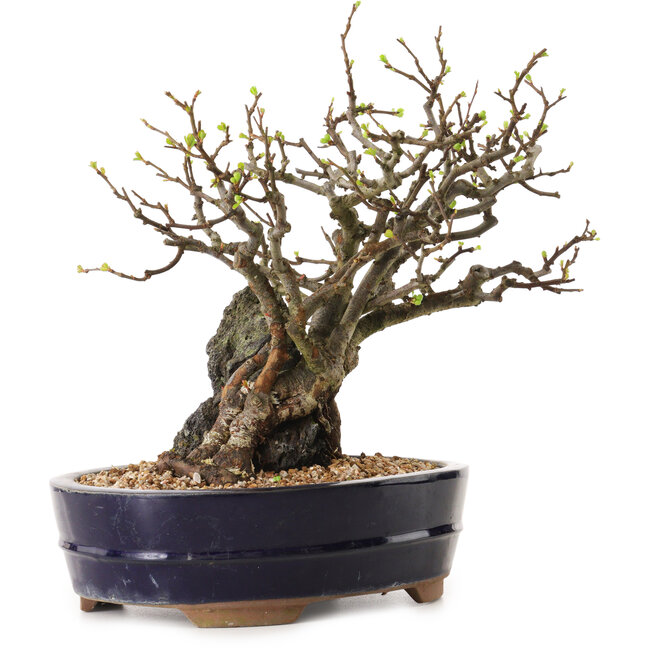 Chaenomeles speciosa, 25 cm, ± 25 jaar oud