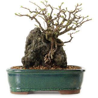 Chaenomeles speciosa, 32 cm, ± 25 ans