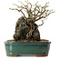 Chaenomeles speciosa, 32 cm, ± 25 ans