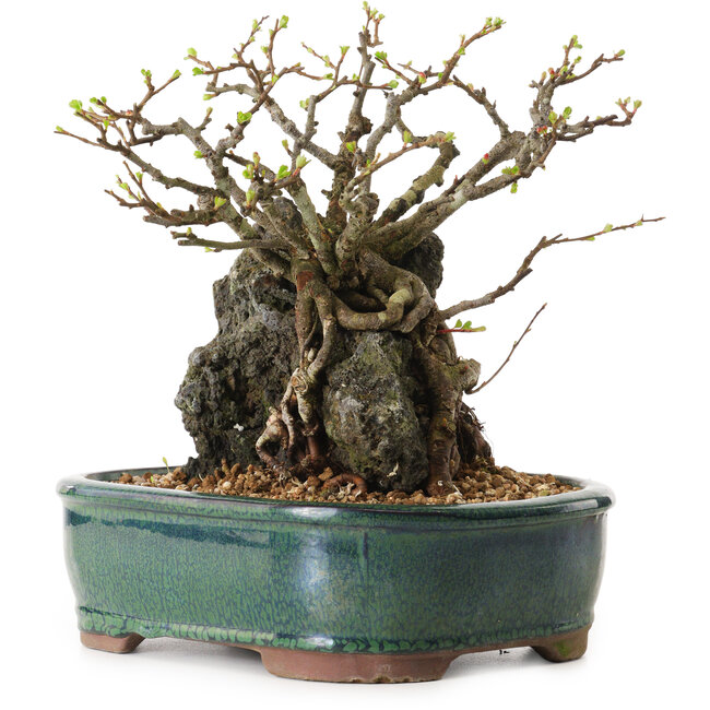 Chaenomeles speciosa, 32 cm, ± 25 ans