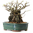 Chaenomeles speciosa, 32 cm, ± 25 ans