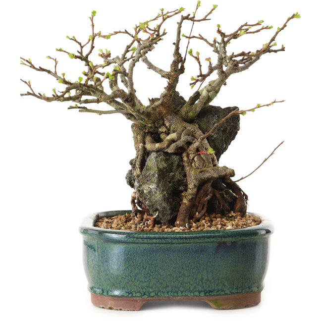 Chaenomeles speciosa, 32 cm, ± 25 ans